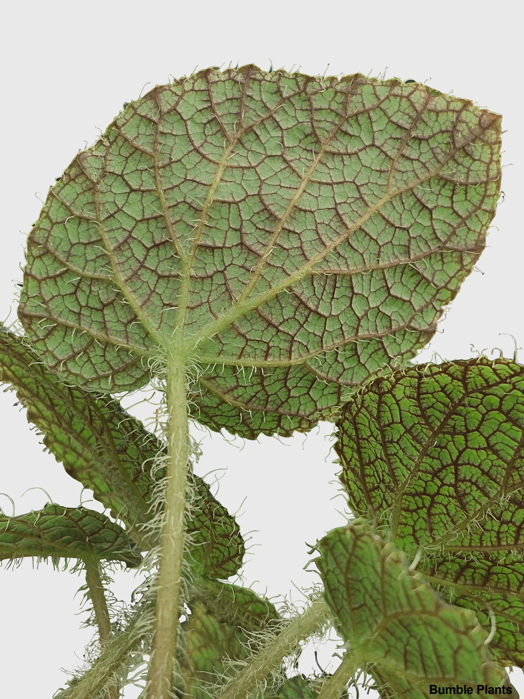 Begonia Longiciliata 'Sizemoreae U388'