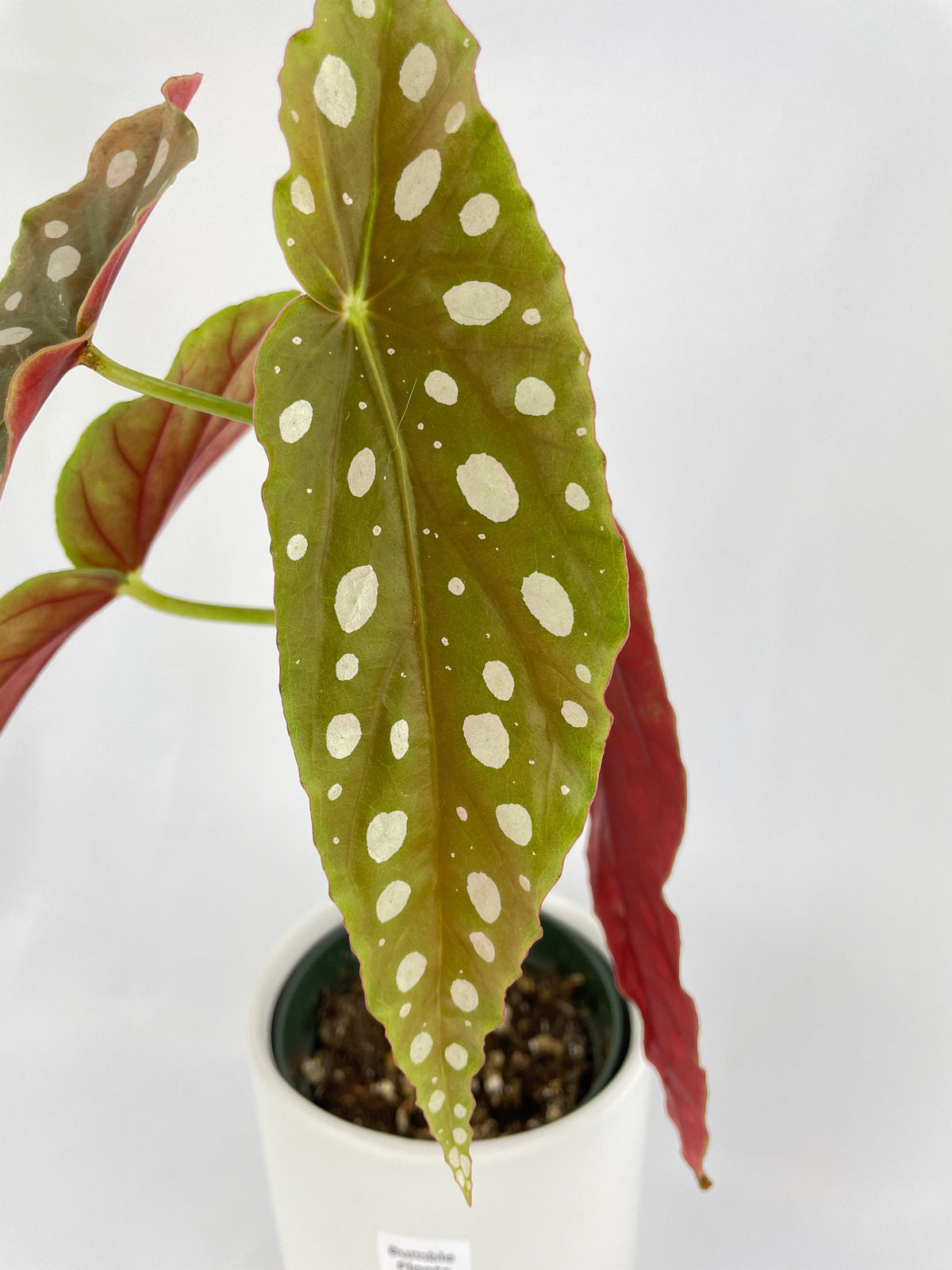 Begonia Maculata