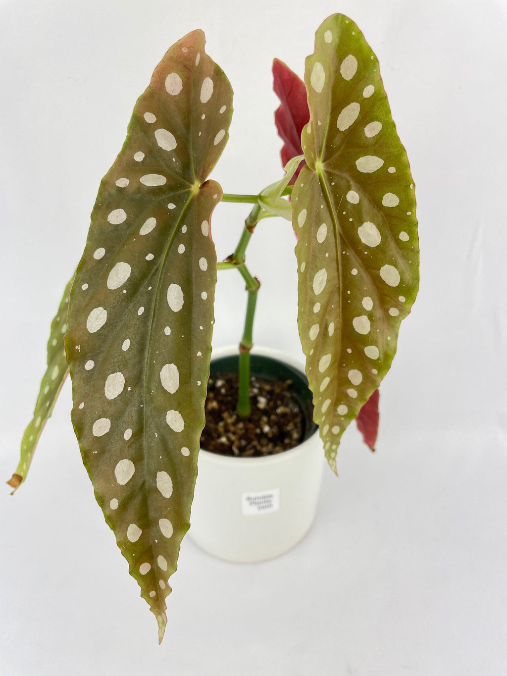 Begonia Maculata