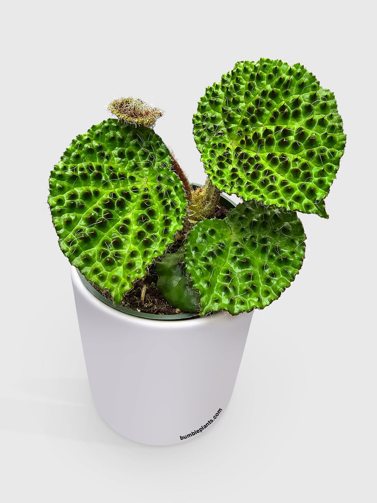 Begonia Melanobullata