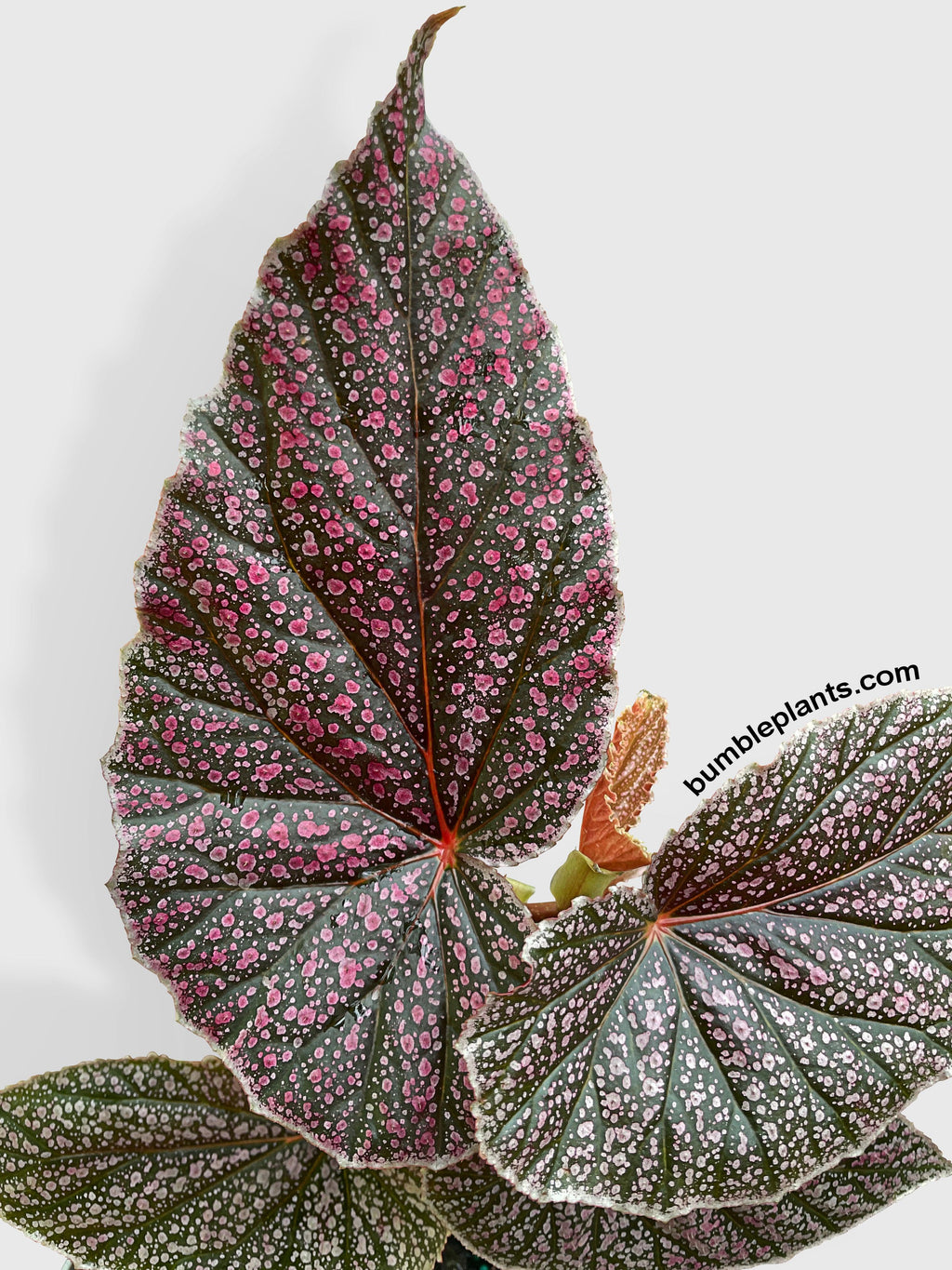 Begonia Miss Mummy