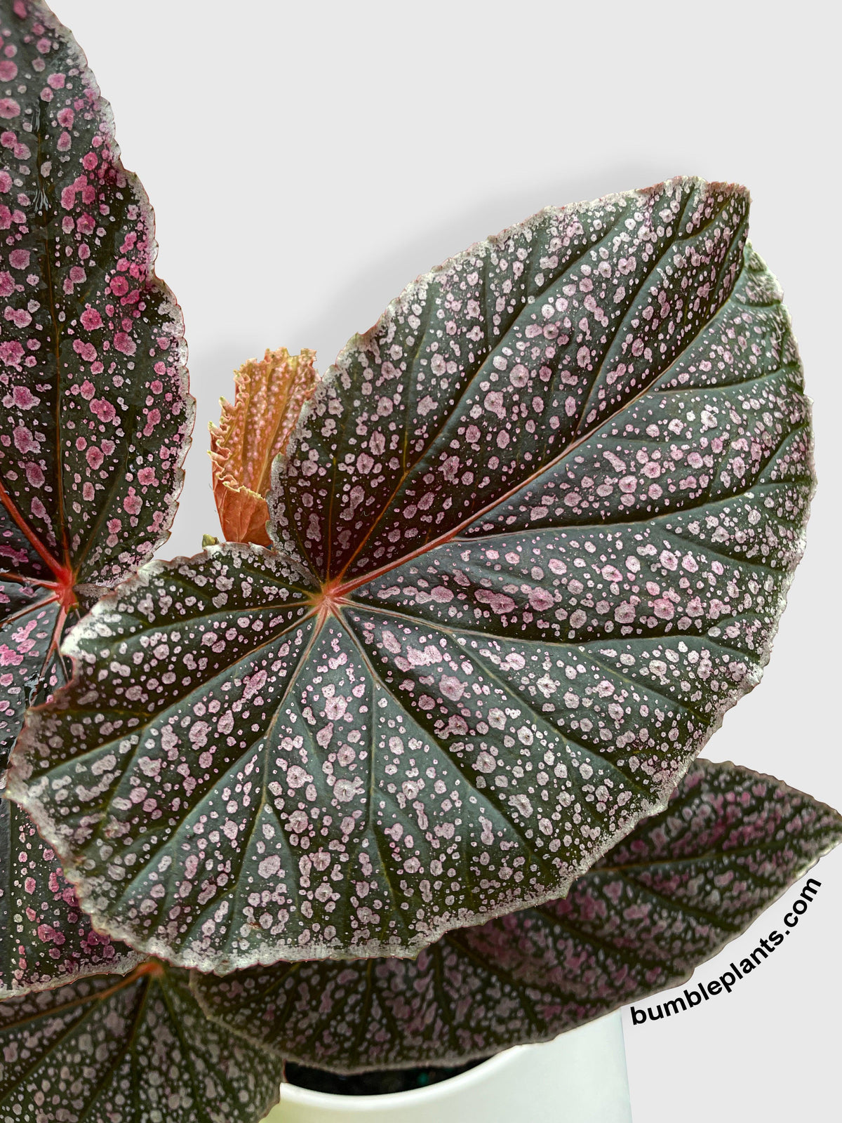Begonia Miss Mummy