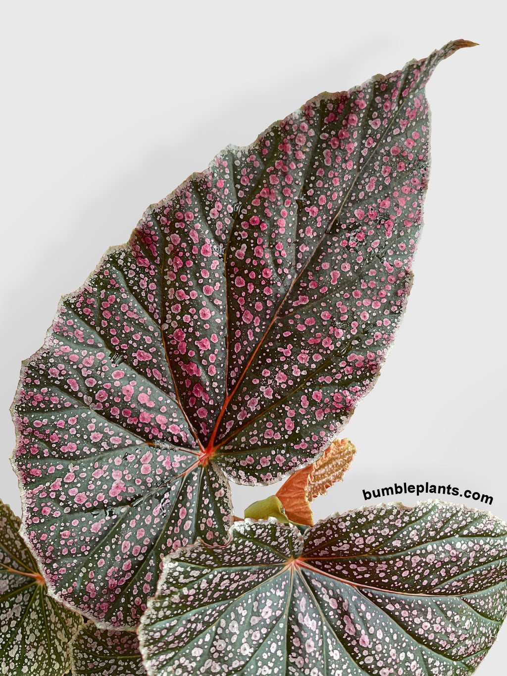 Begonia Miss Mummy