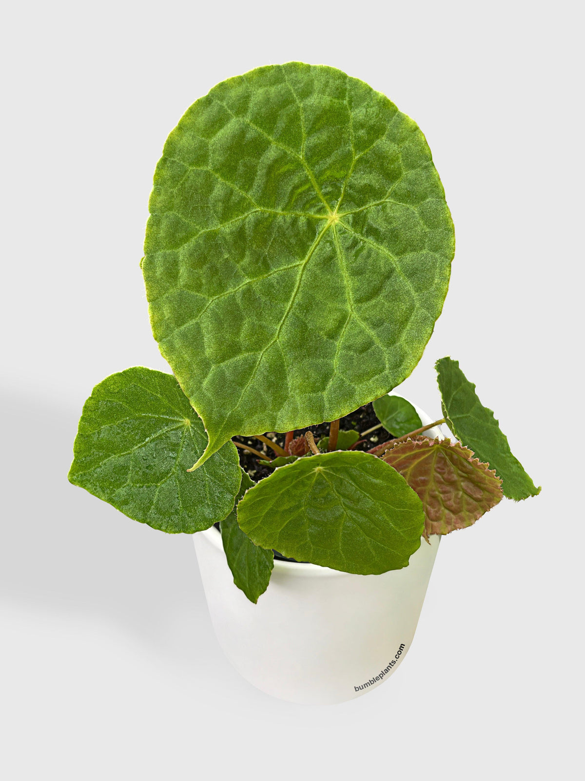 Begonia Natunaensis
