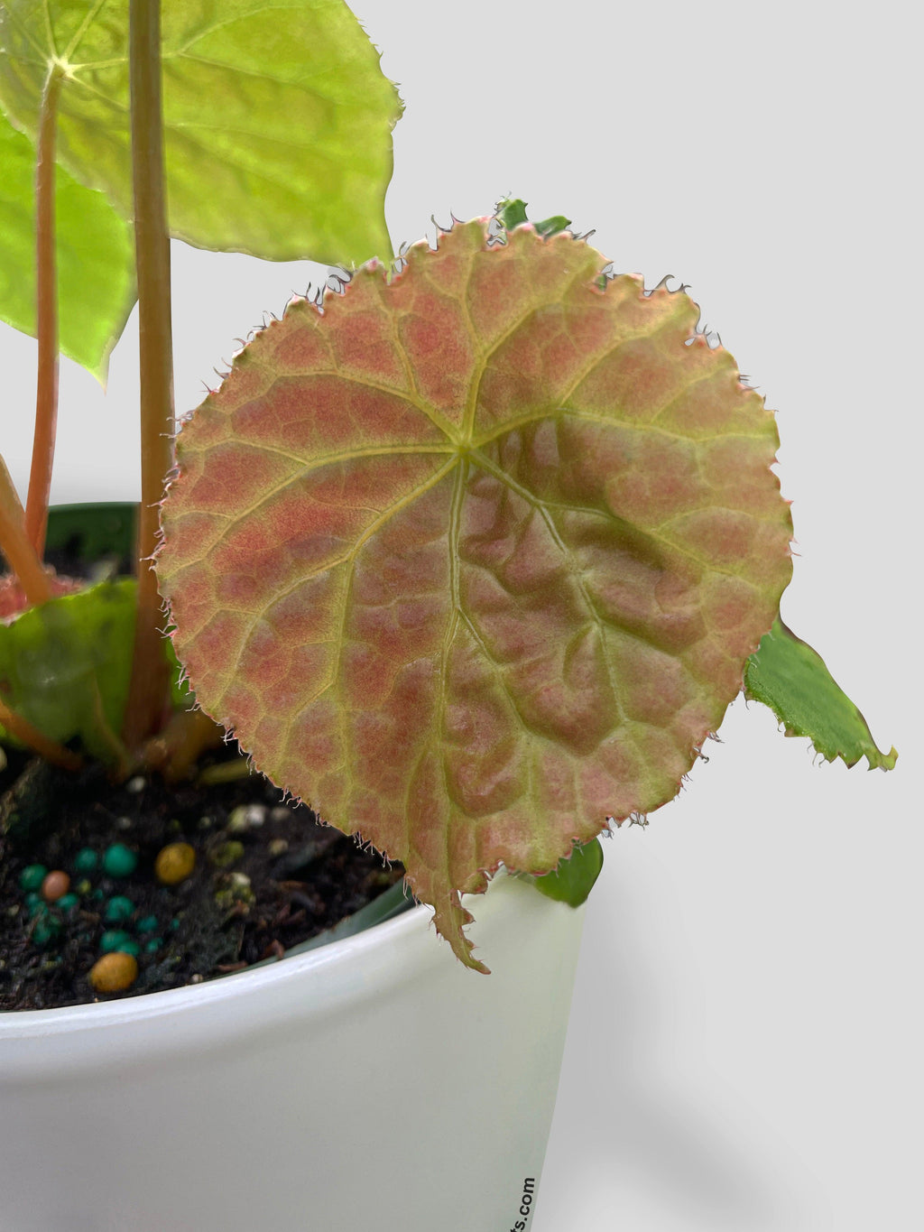 Begonia Natunaensis