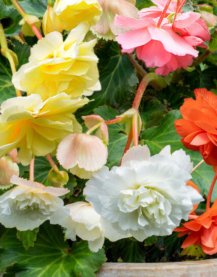 Mixed Fragrant Hanging Basket Begonia - 9 tubers