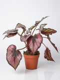 Begonia 'Rex'
