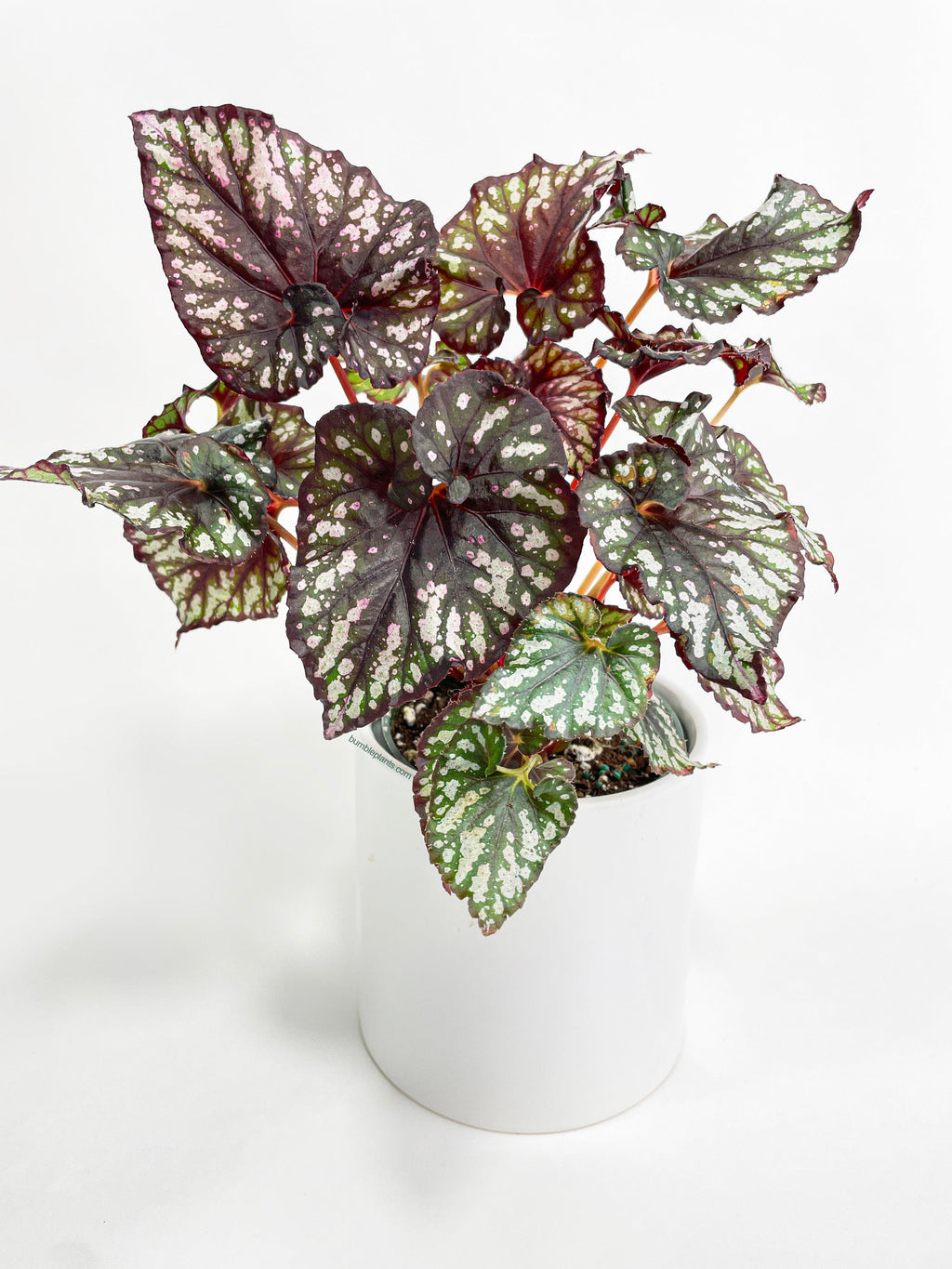 Begonia Rex King Cumbia