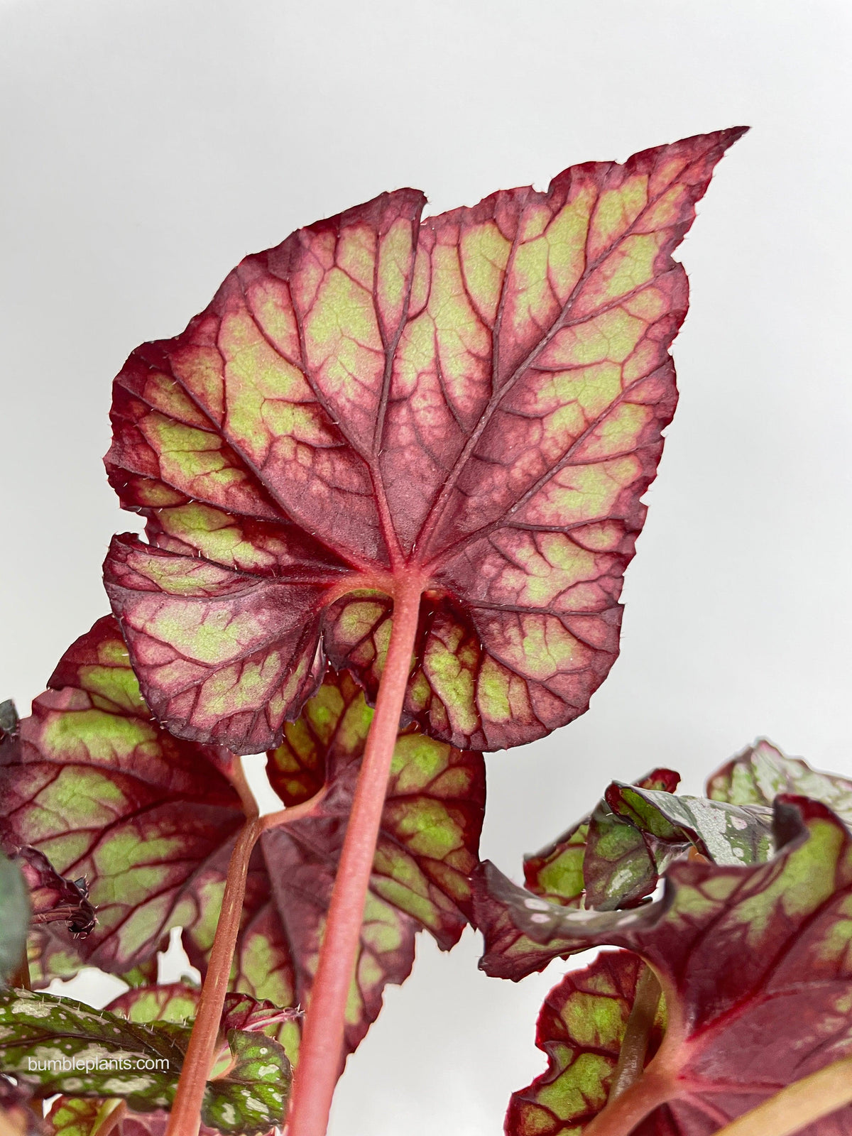Begonia Rex King Cumbia