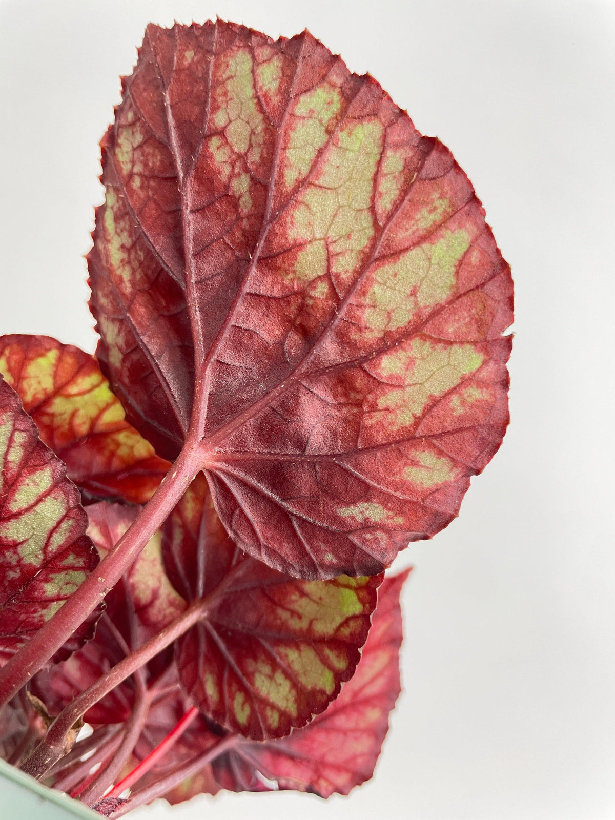 Begonia Rex King Cumbia
