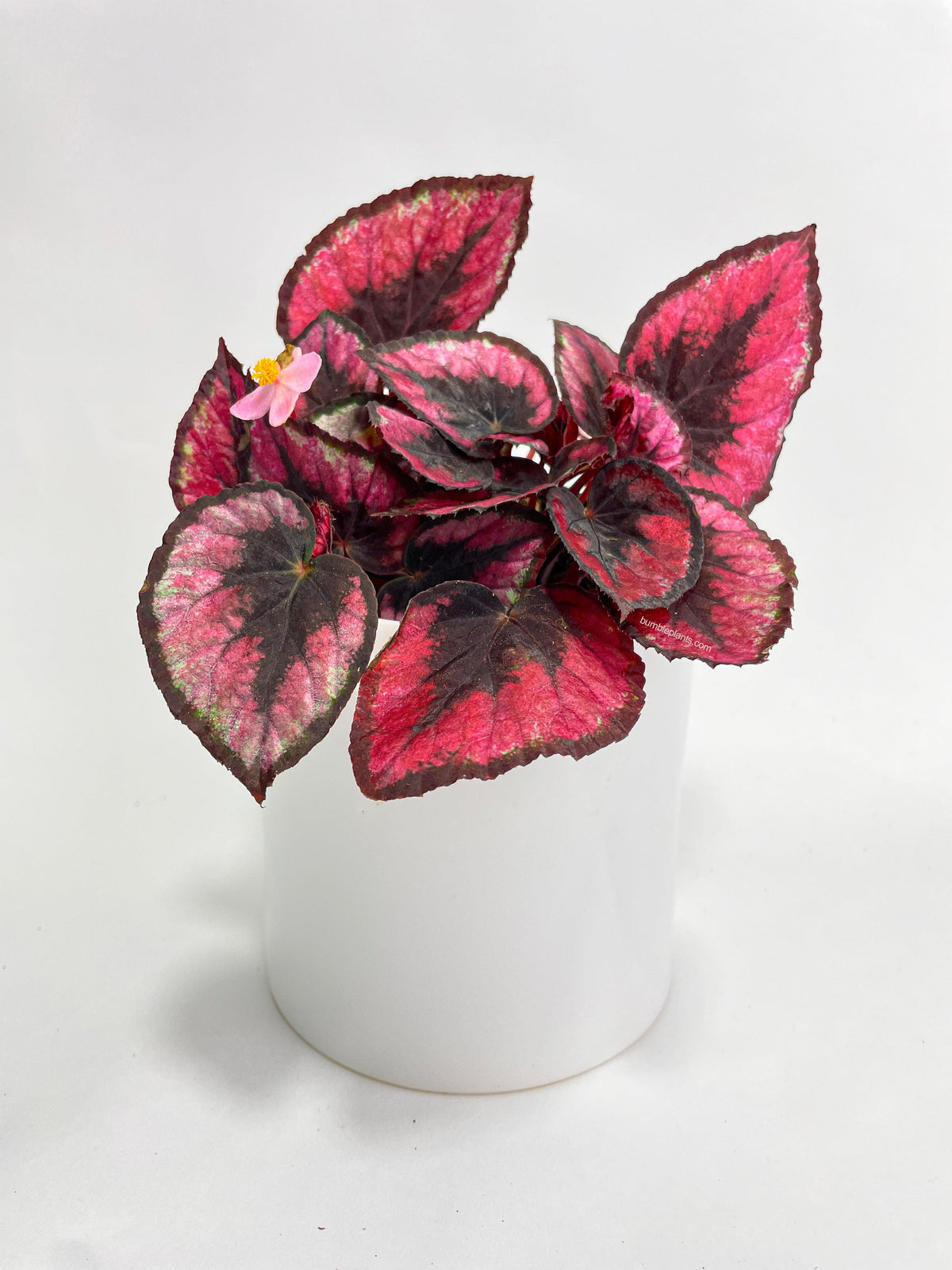 Begonia Rex 'Red Kiss'