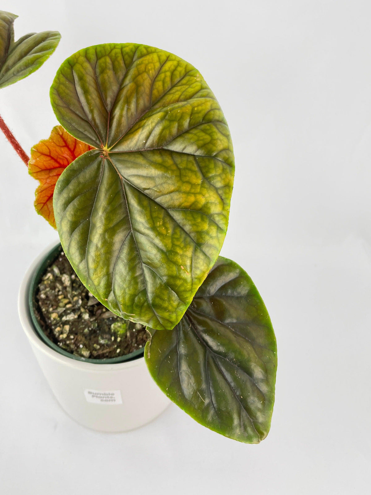 Begonia Thurstonii