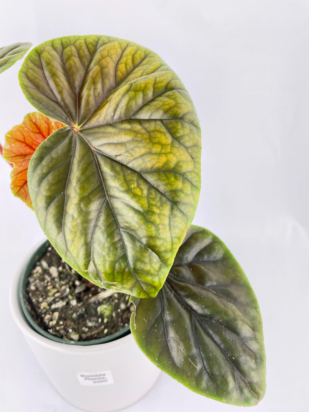 Begonia Thurstonii
