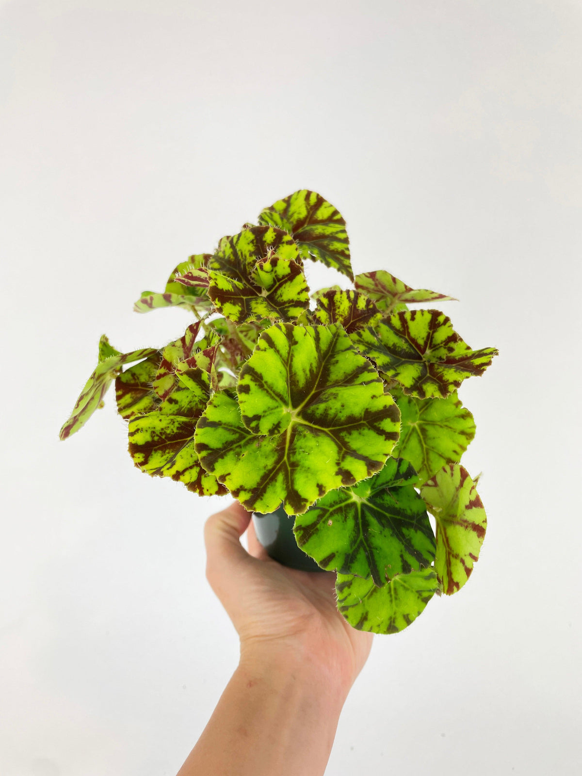Begonia Tiger Kitten Paws