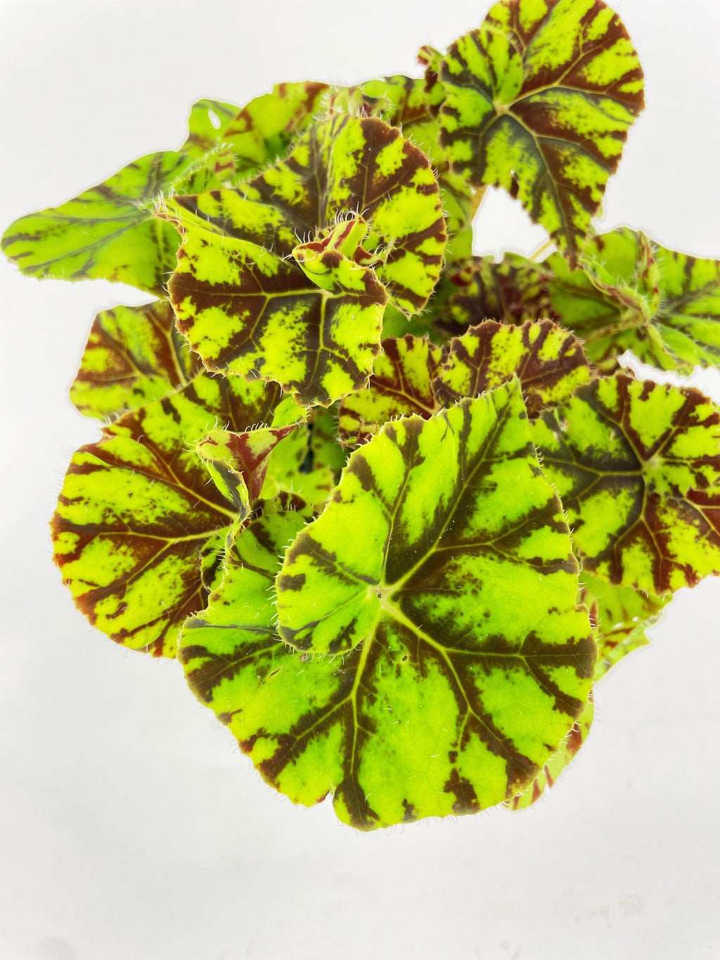 Begonia Tiger Kitten Paws