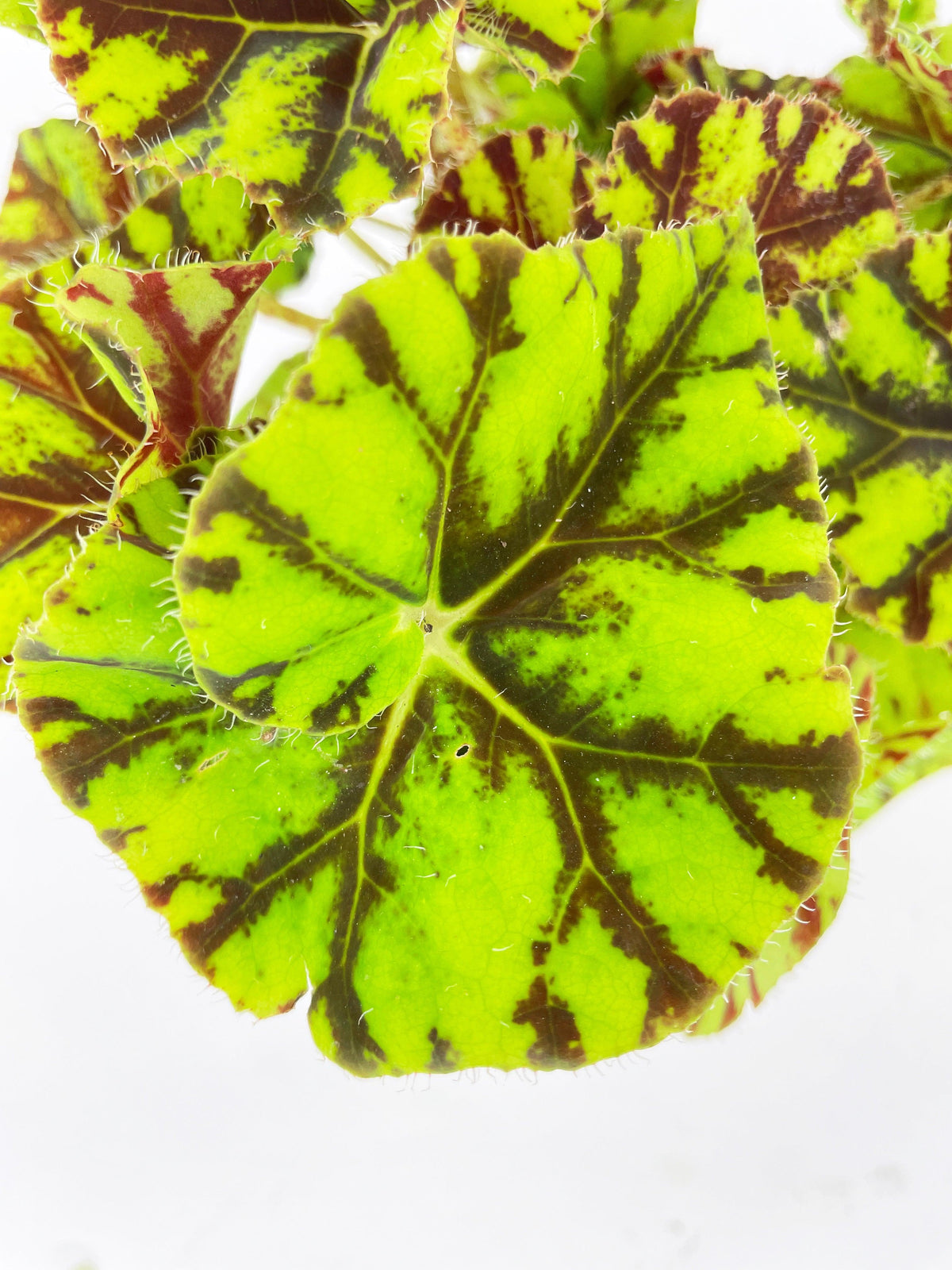 Begonia Tiger Kitten Paws