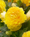 Yellow Double Begonia - 3 tubers