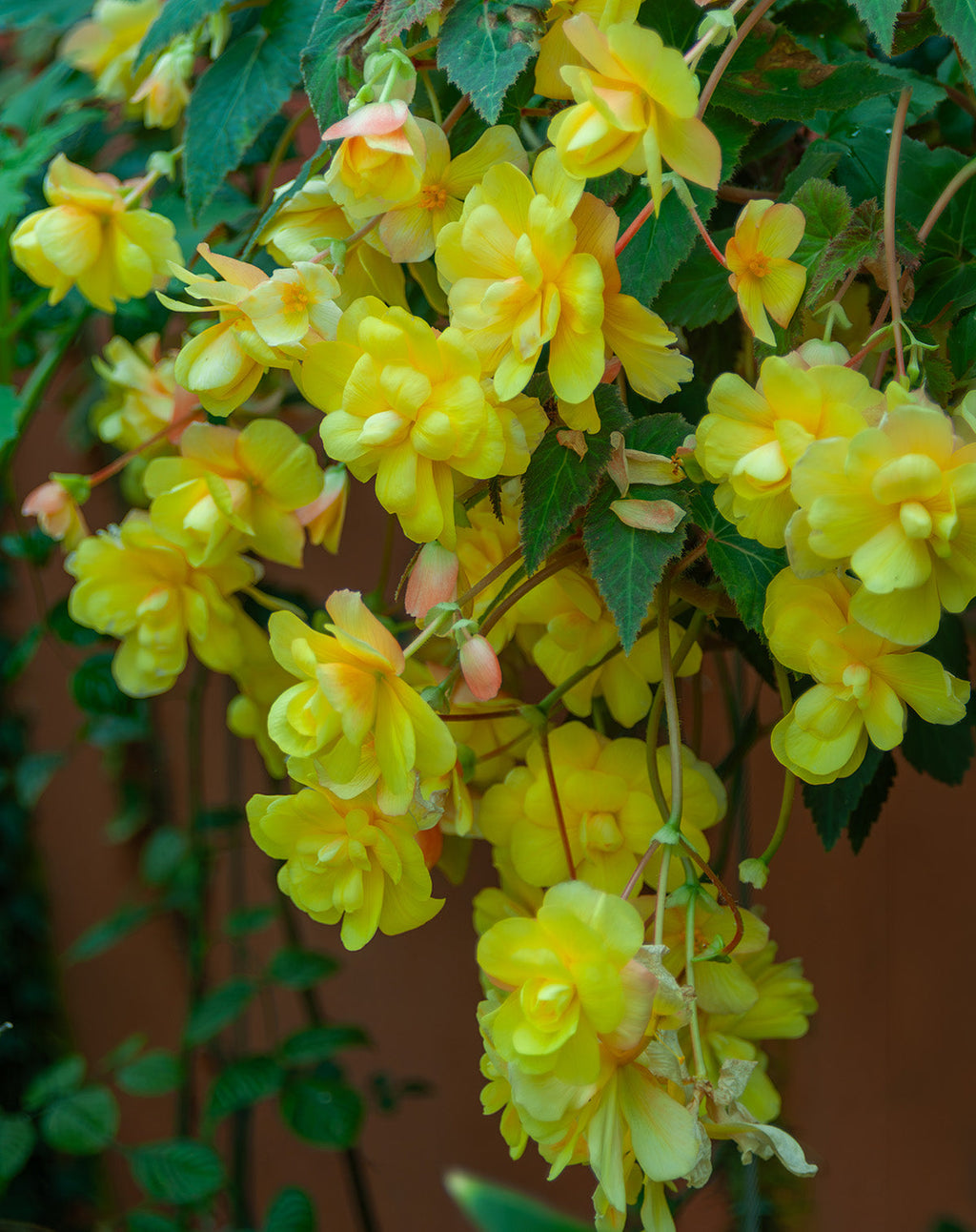 Yellow Hanging Basket Begonia - 3 tubers