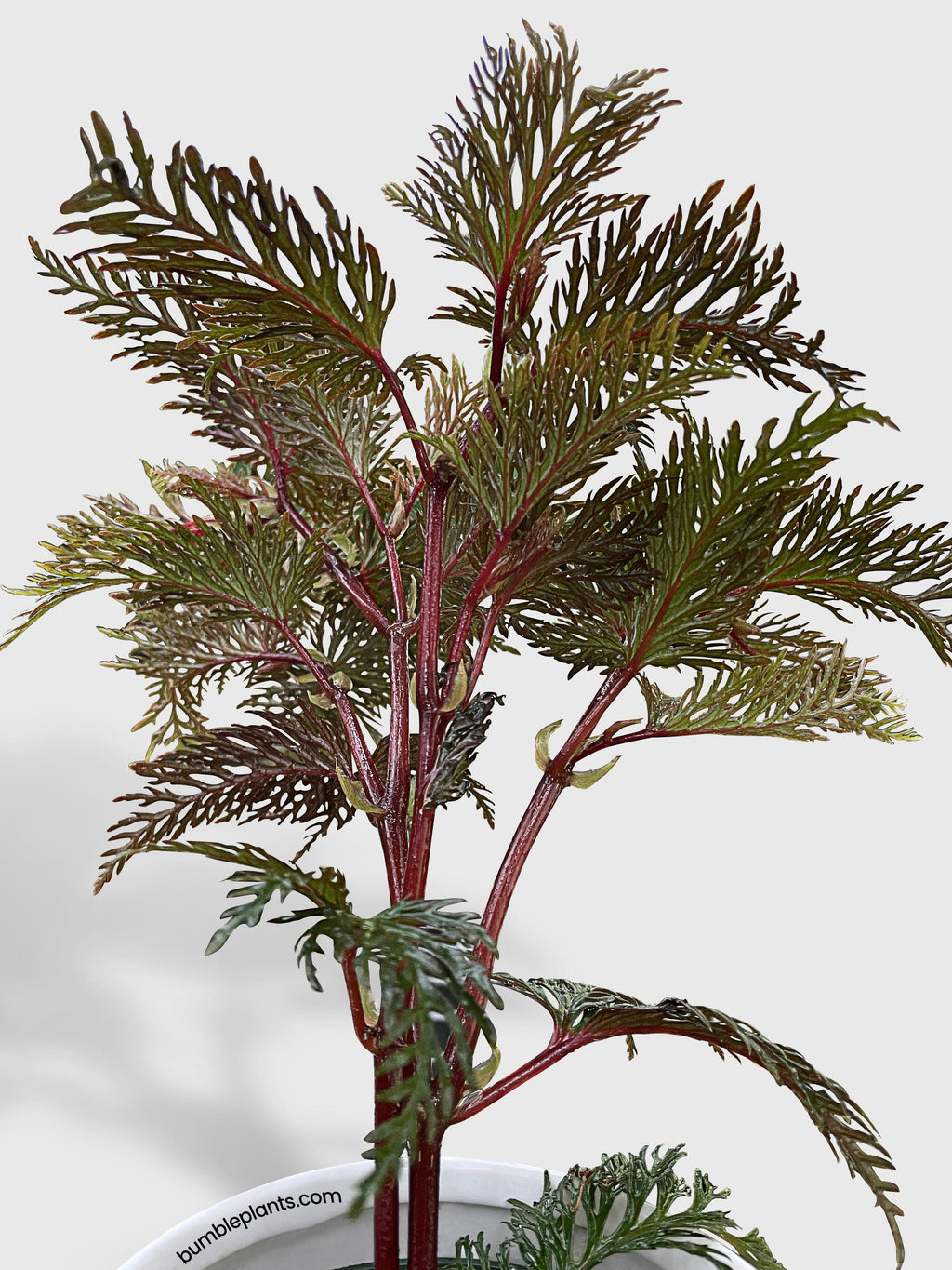 Begonia Bipinnatifida