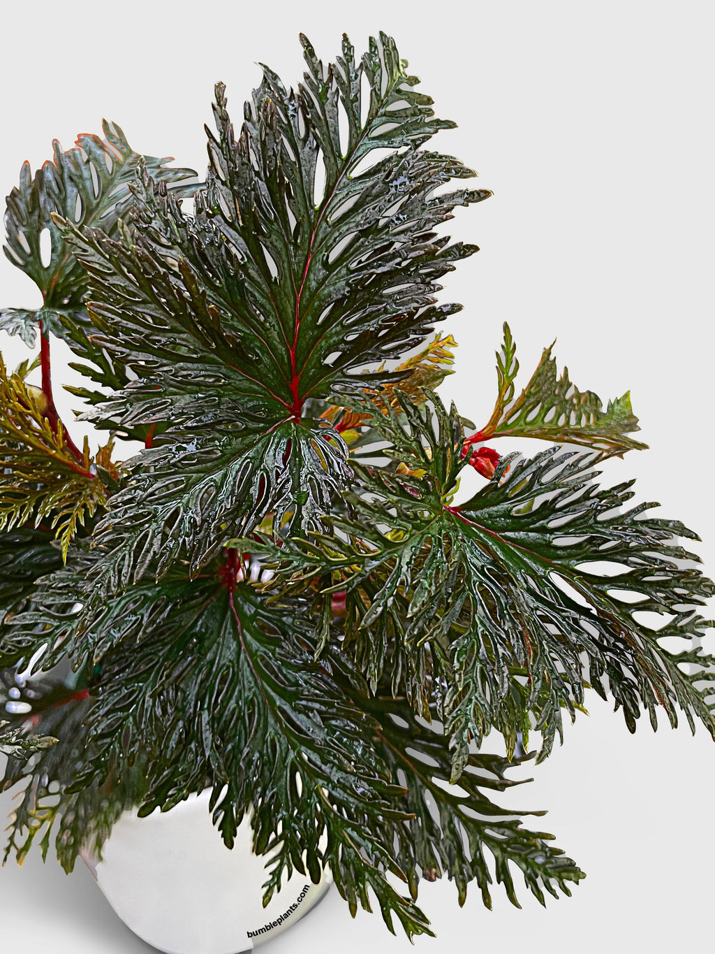 Begonia Bipinnatifida