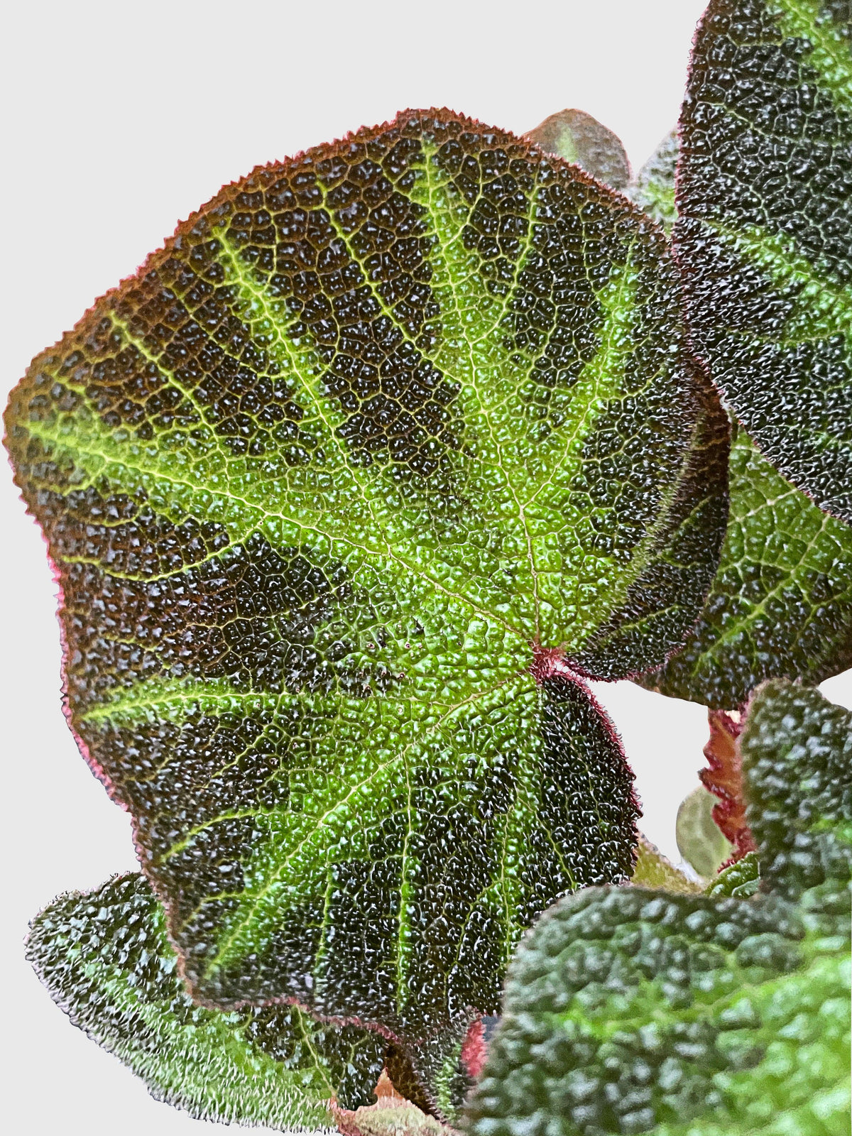 Begonia Soli-Mutata (Sun-Changing Begonia)