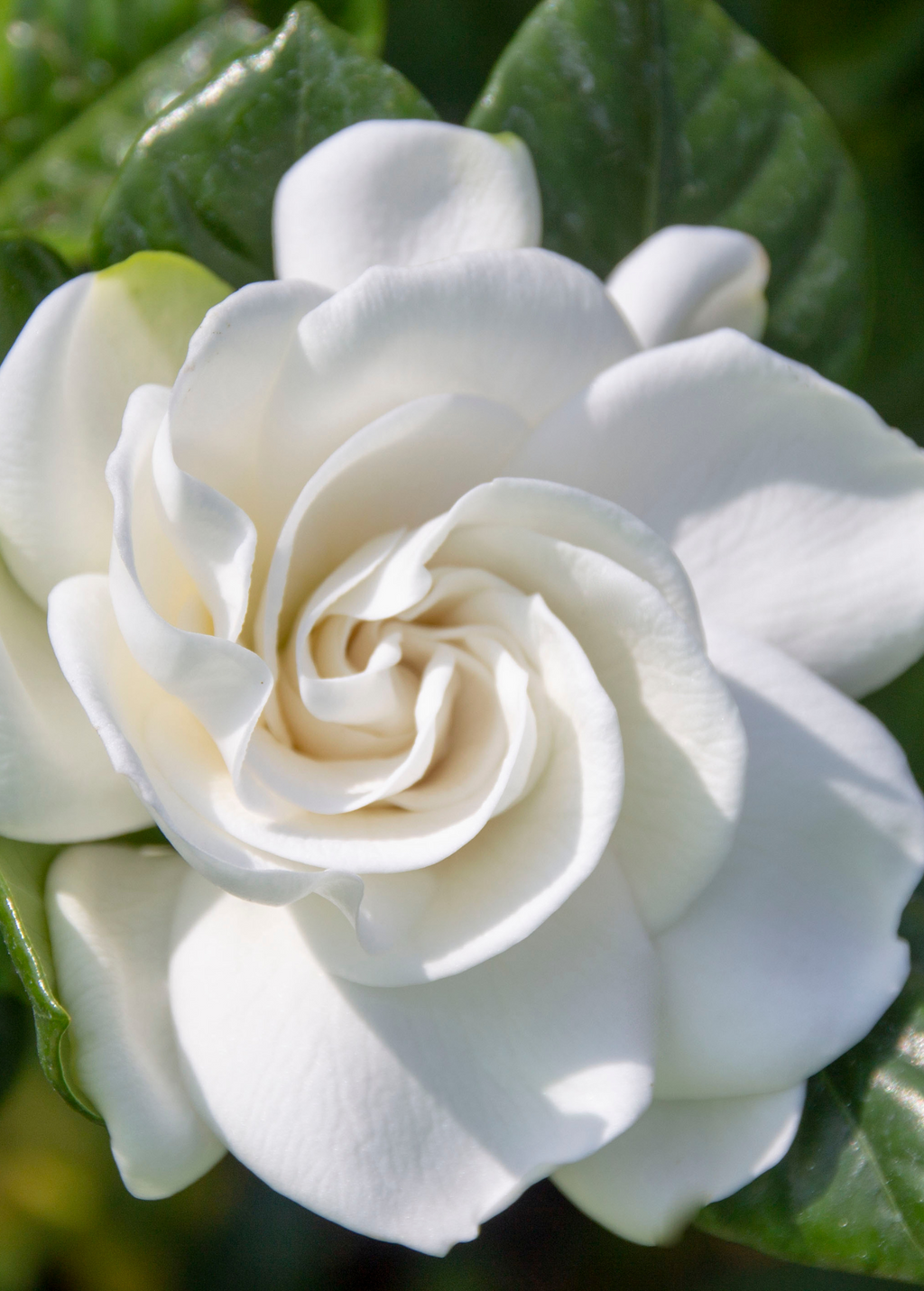 Belmont Gardenia, Cape Jasmine (Gardenia jasminoides)
