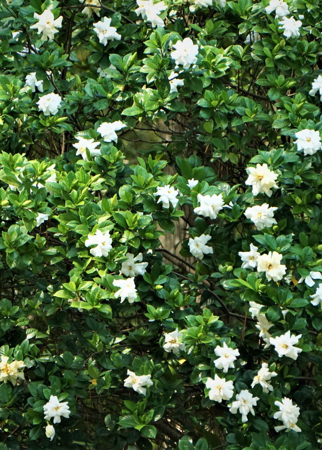 Belmont Gardenia, Cape Jasmine (Gardenia jasminoides)