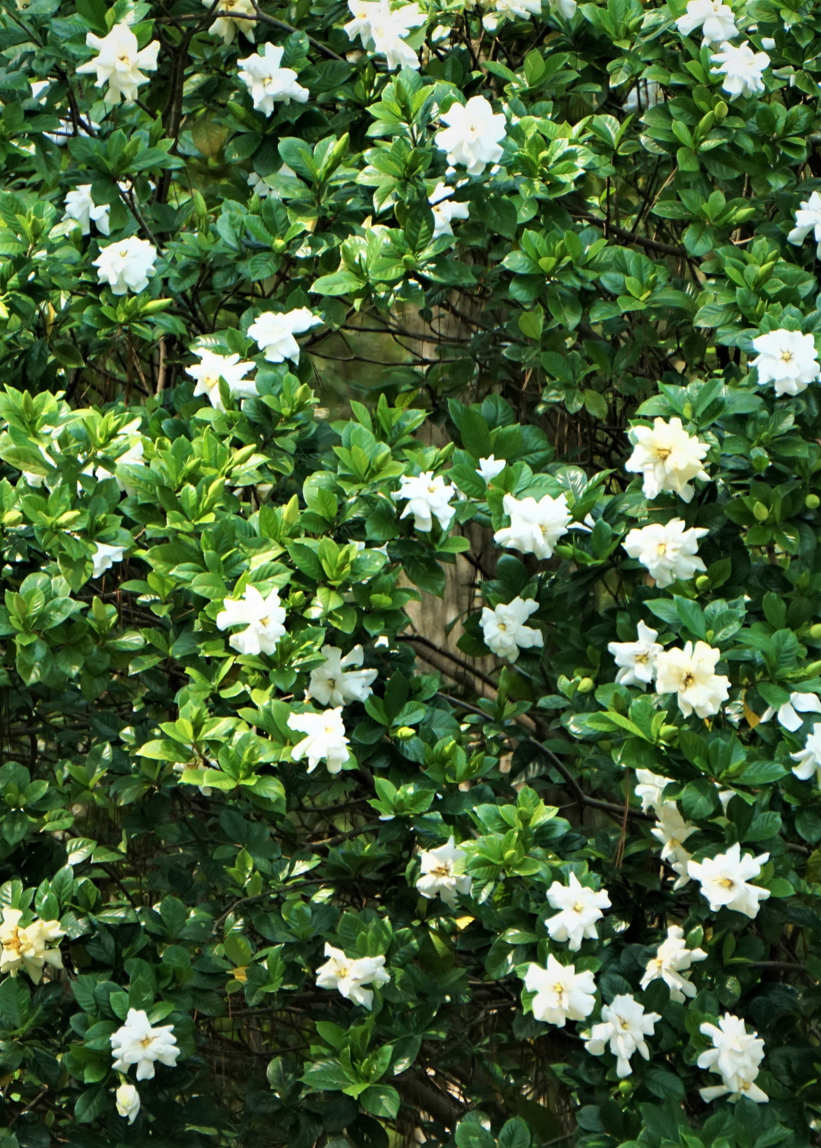 Belmont Gardenia, Cape Jasmine (Gardenia jasminoides)
