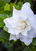 Belmont Gardenia, Cape Jasmine (Gardenia jasminoides)