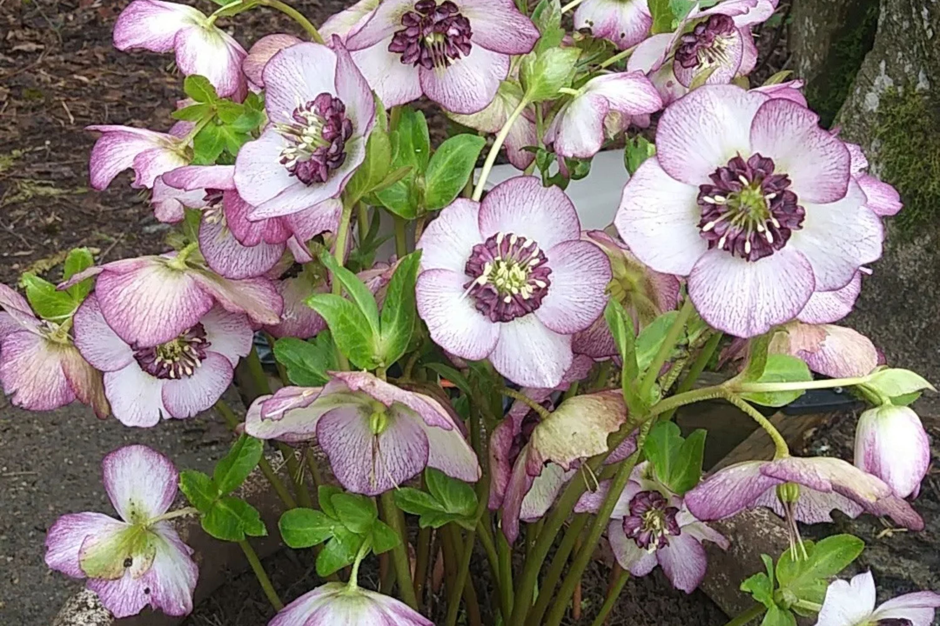 Hellebore ‘French Kiss’ (Helleborus x hybridus) – Established Gal Size, Healthy Roots, Untrimmed Foliage, Lenten Rose Perennial