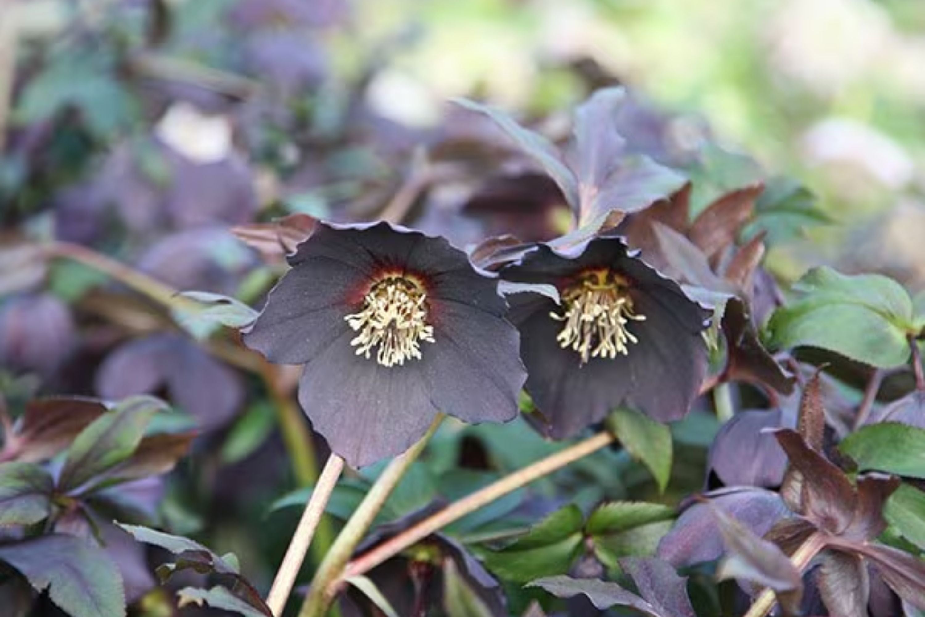 Hellebore ‘Black Tie’ (Helleborus x hybridus) – Established Gal Size Lenten Rose, Winter/Early Spring Bloom Perennial
