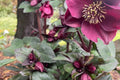 Hellebore ‘Brunello’ (Helleborus x hybridus) – Established Gal Size, Healthy Roots, Untrimmed Foliage, Lenten Rose Perennial
