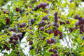 Santa Rosa Plum Tree – 1 Bareroot Fruit Tree Prunus salicina, Juicy Red-Purple Plums, Home Orchard, Easy Planting