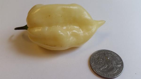 Bhut Jolokia White Ghost - Seeds