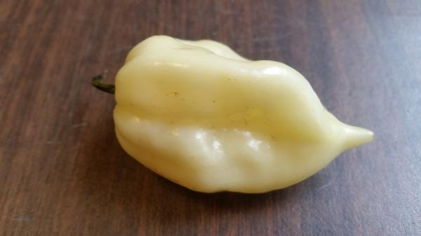 Bhut Jolokia White Ghost - Seeds