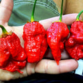 Bhutlah Bubblegum 7 Pot Red Seeds