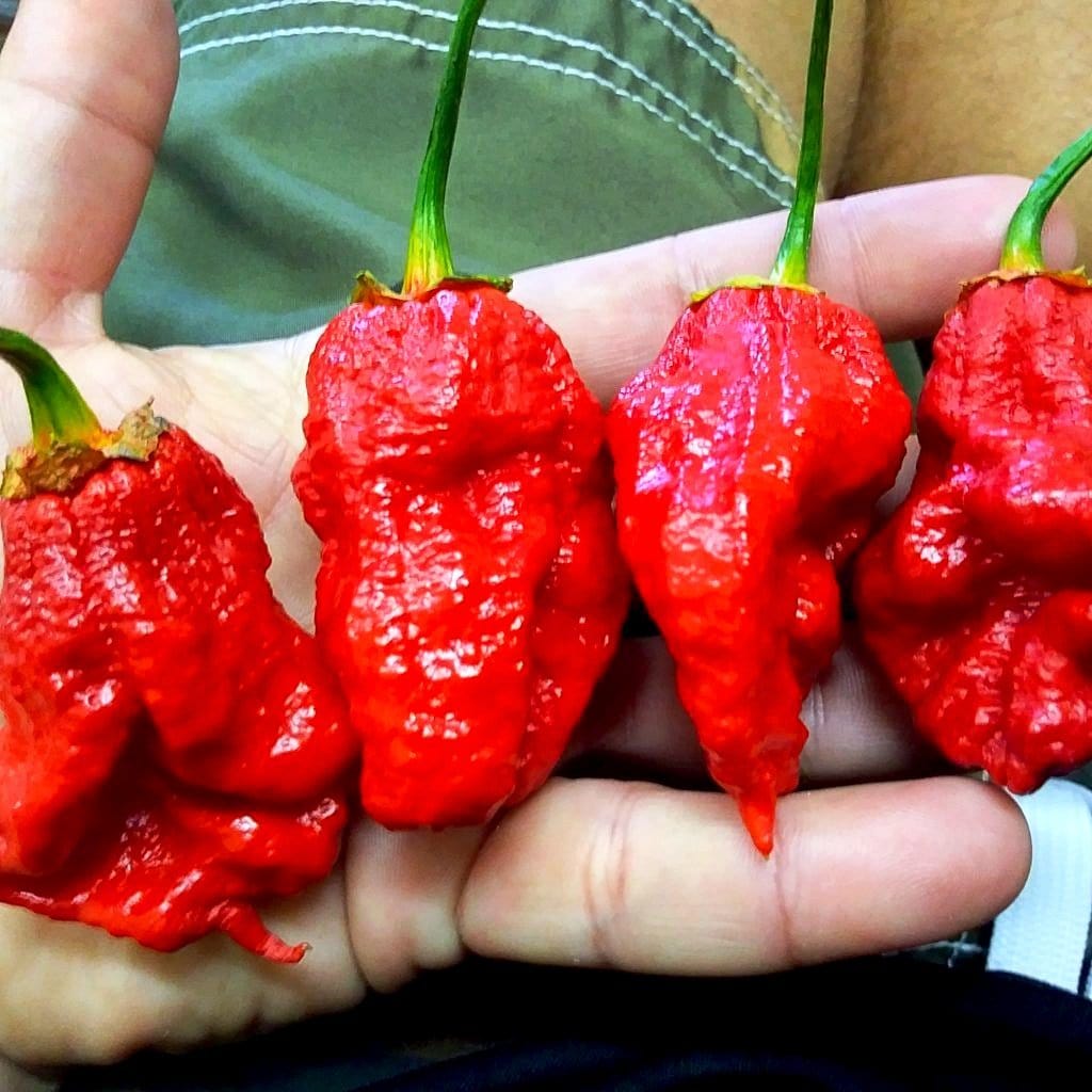 Bhutlah Bubblegum 7 Pot Red Seeds