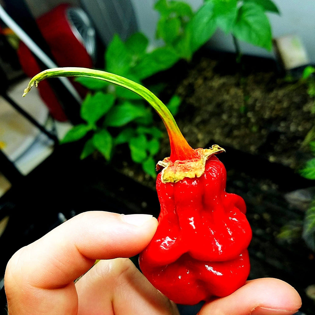 Bhutlah Bubblegum 7 Pot Red Seeds