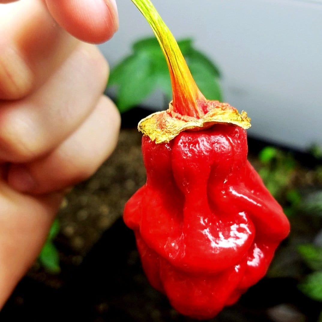 Bhutlah Bubblegum 7 Pot Red Seeds