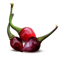Bico Roxa Pepper Seeds (Non-Isolated)