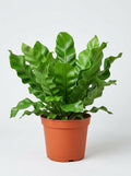 Bird's Nest 'Nidus' Fern