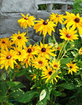 Black-eyed Susan - 5 Root Divisions