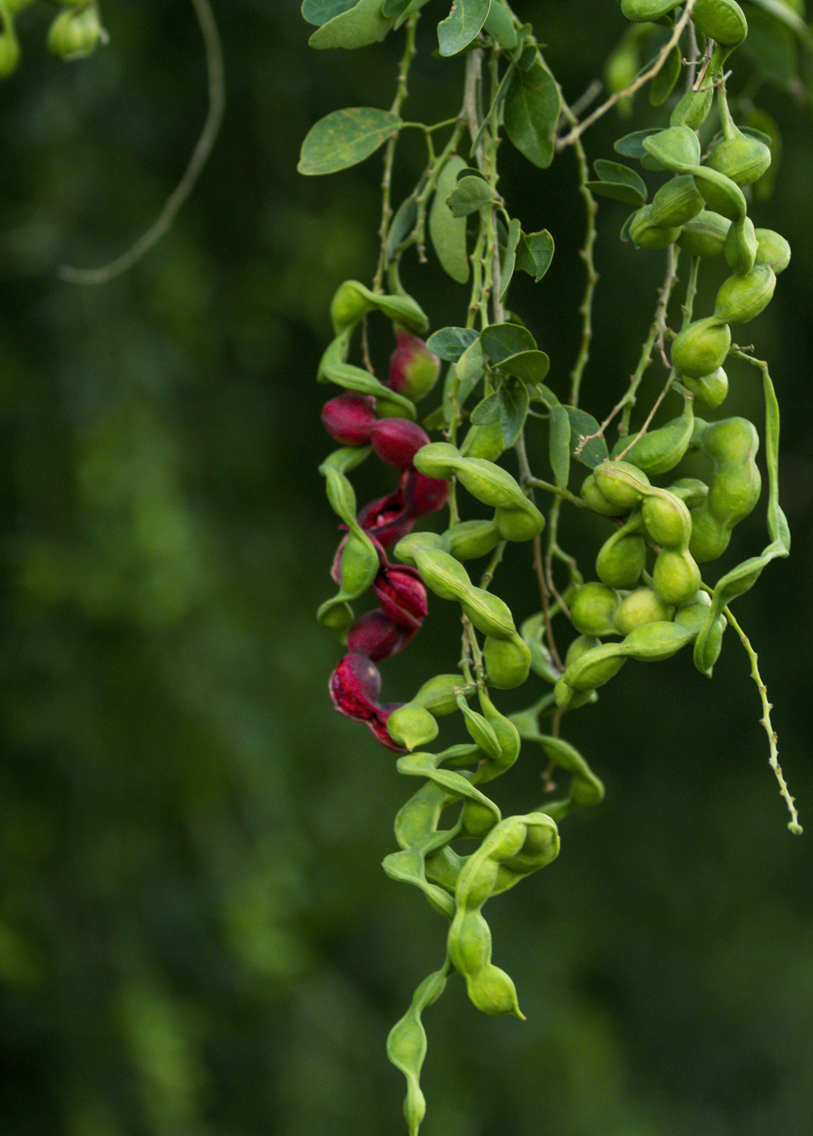 Black Bead (Pithecellobium keyense)