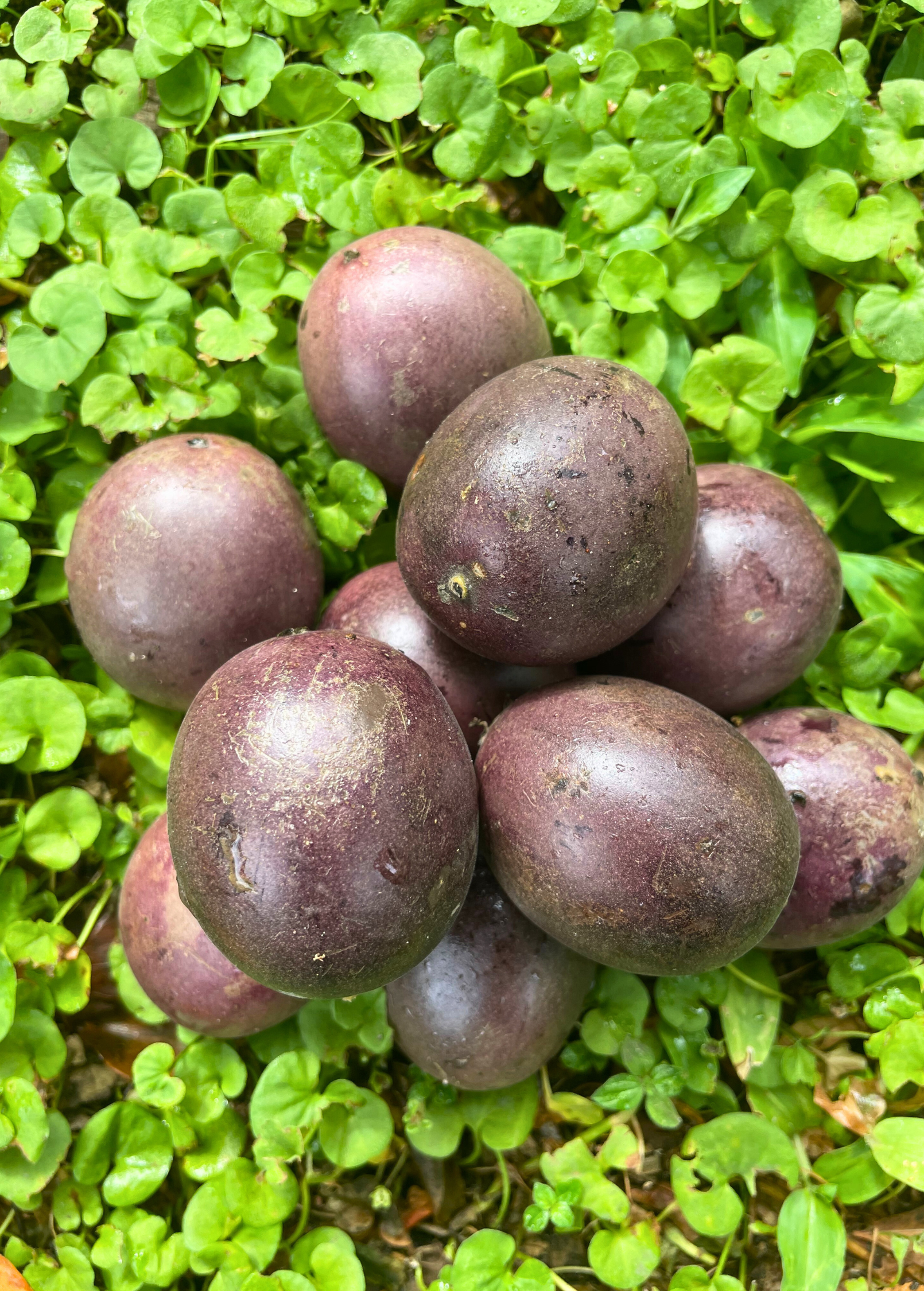 Passionfruit 'Black Beauty' (Passiflora edulis)