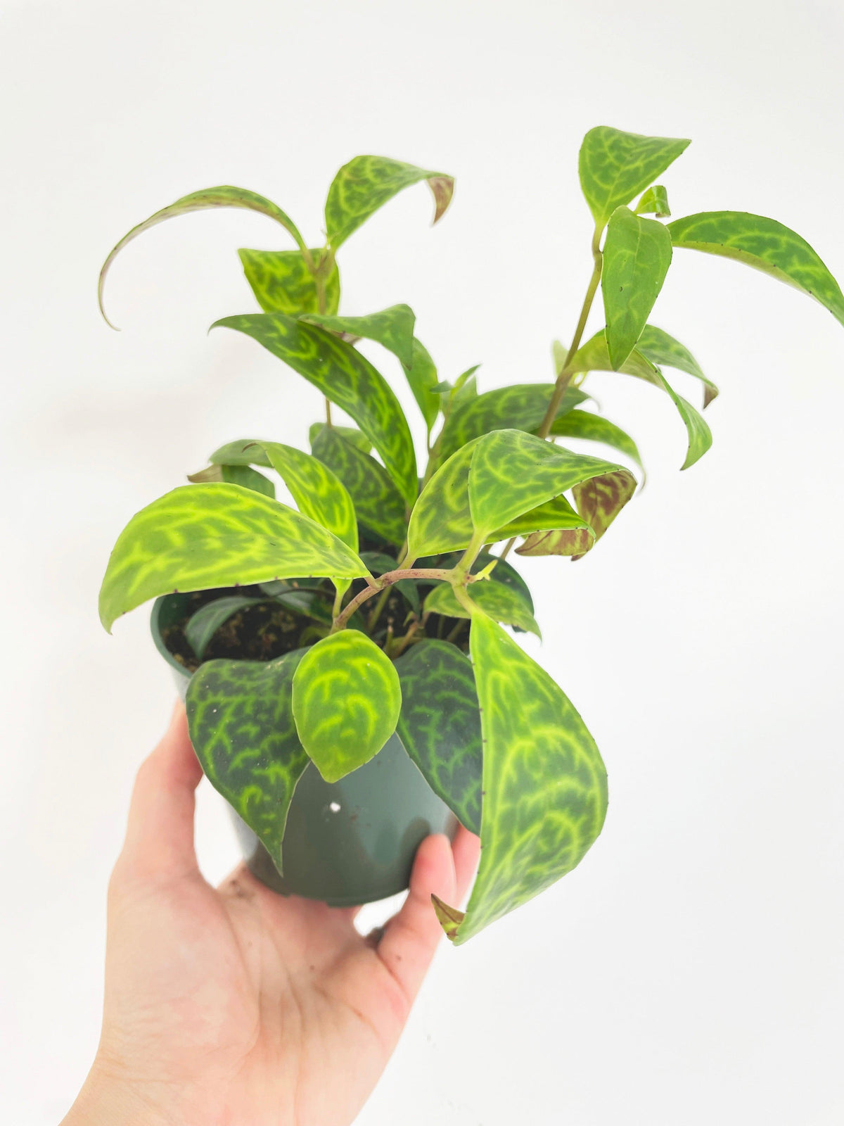 Black Pagoda Panther Lipstick Plant