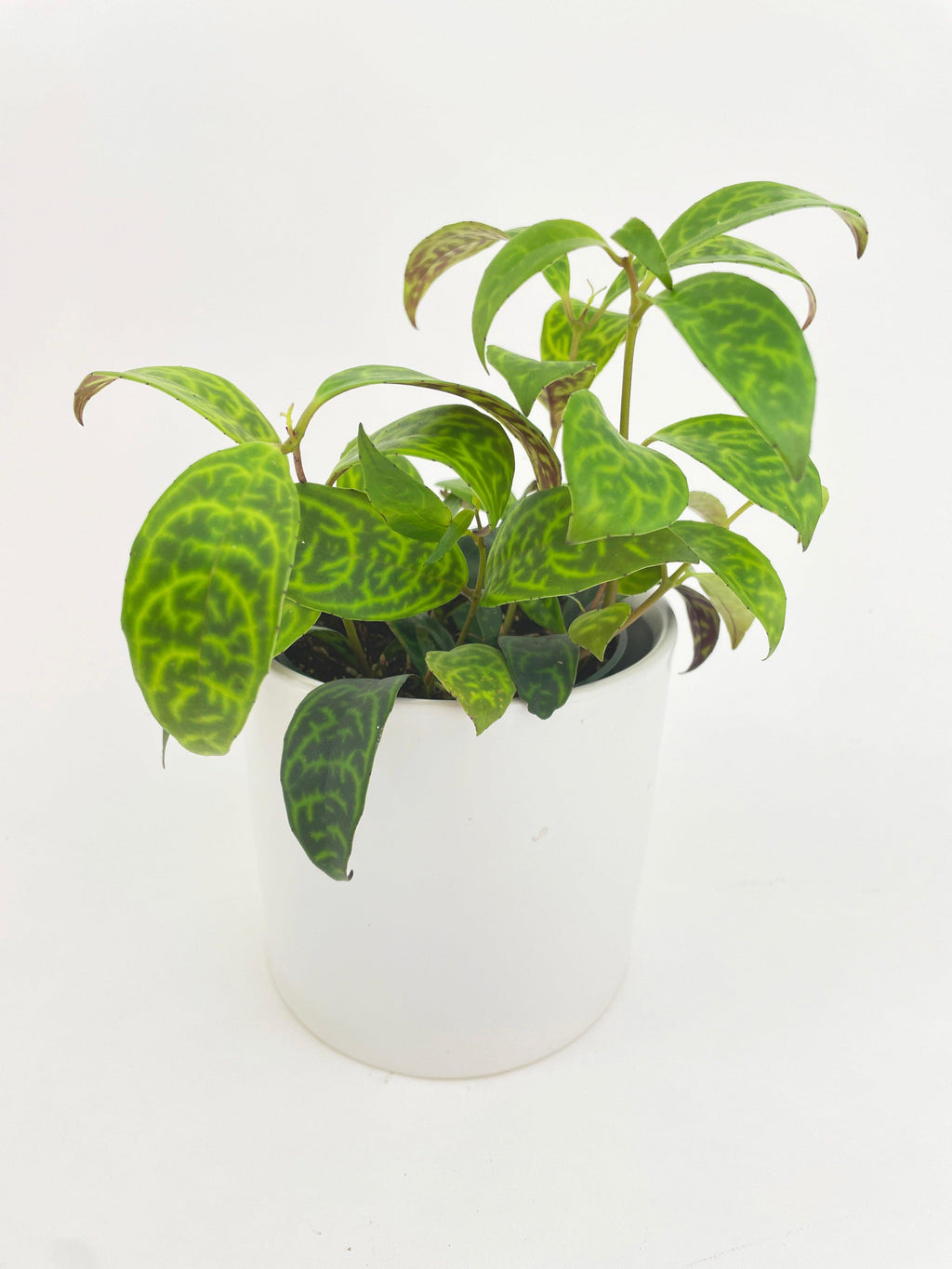 Black Pagoda Panther Lipstick Plant