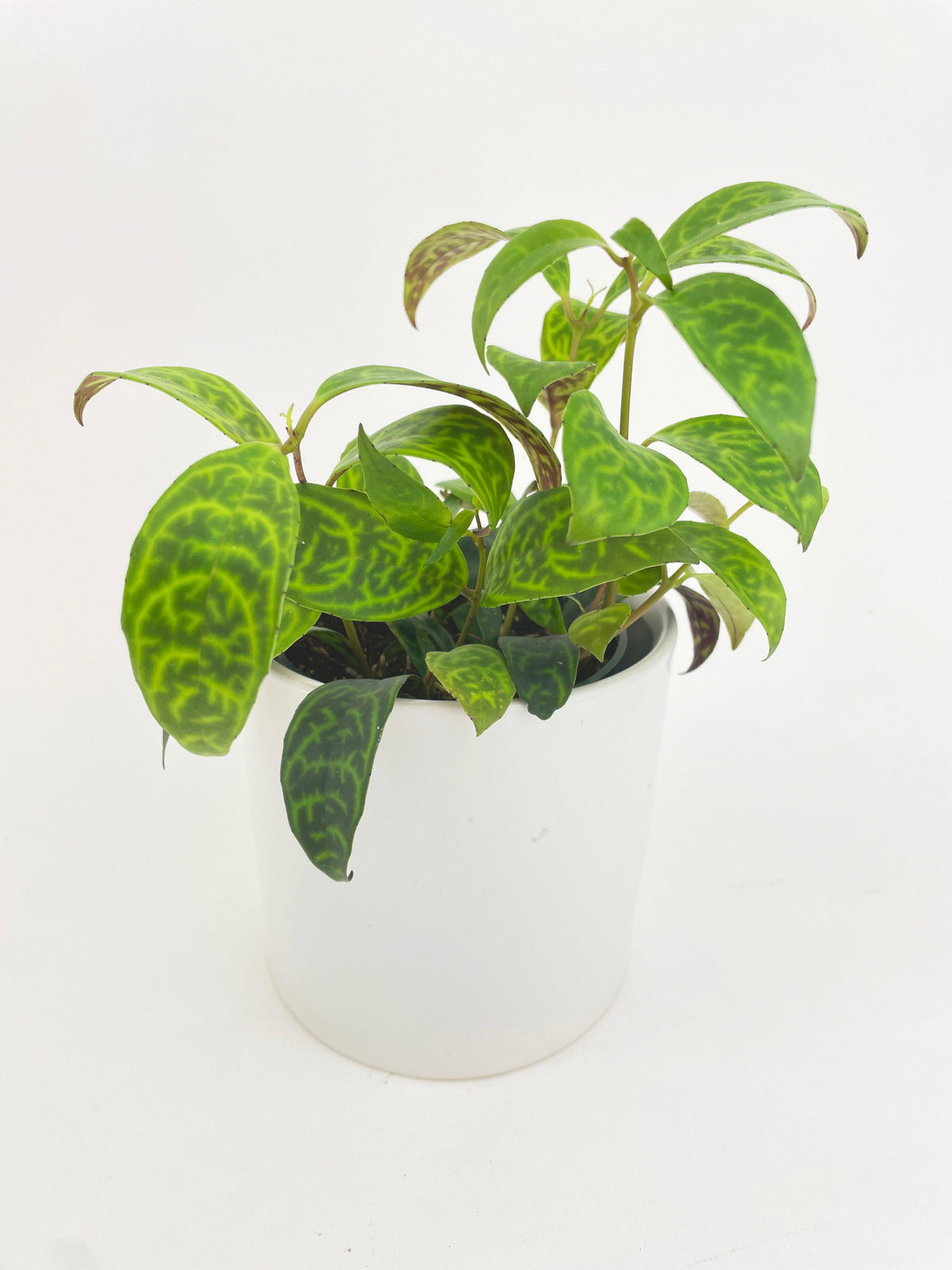 Black Pagoda Panther Lipstick Plant