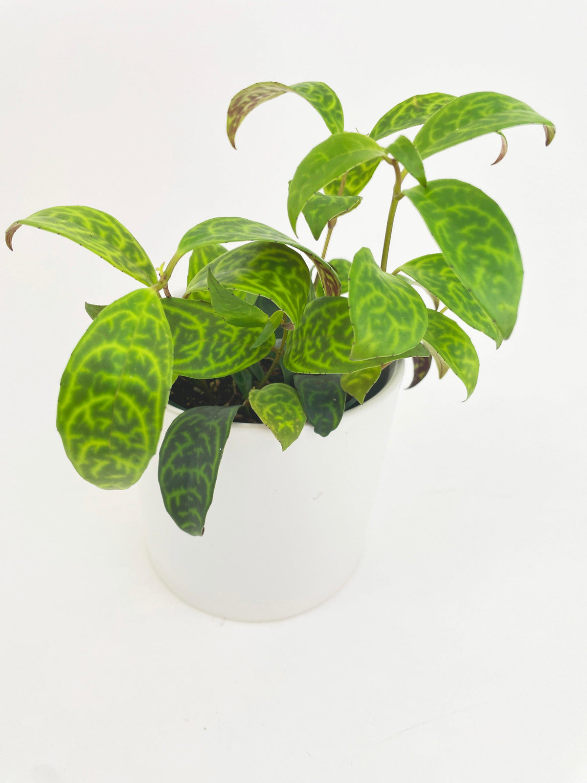 Black Pagoda Panther Lipstick Plant