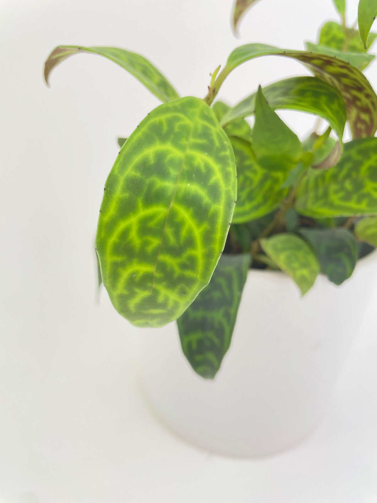 Black Pagoda Panther Lipstick Plant