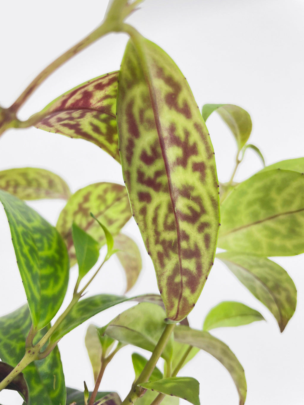 Black Pagoda Panther Lipstick Plant
